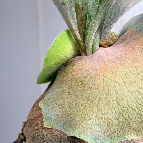 【2026.7/30〜】板付ビカクシダ　 P. 'Bambi' ［pup]
