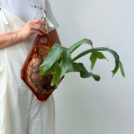 【2026.8/20〜】板付ビカクシダ　 P. hillii 'Bangpung short form' [pup]