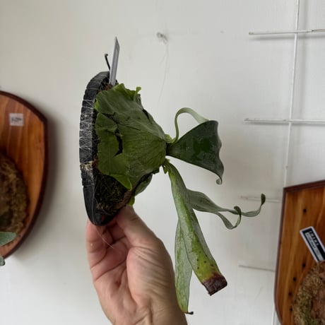 【2026.8/14〜】板付ビカクシダ　P. alcicorne madagascar 'UNEUNE' [sporeling]