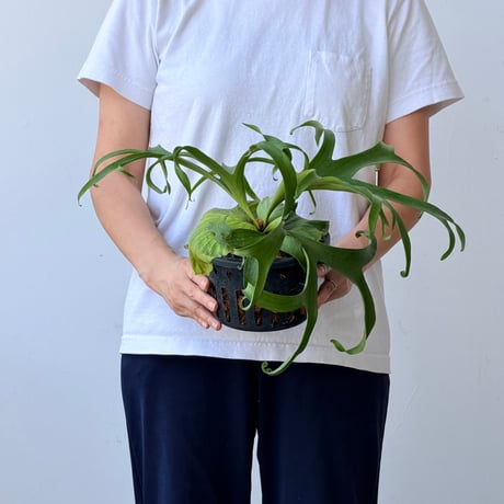 【2026.7/9〜】ビカクシダポット苗　 P. coronarium 'White'_2