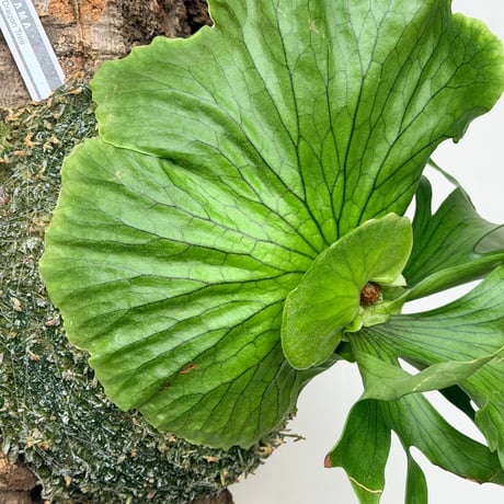 【2026.9/10〜】コルク付ビカクシダ　P. coronarium 'Dragon tree'