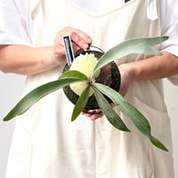 【2026.8/27〜】板付ビカクシダ　  P. veitchii 'Auburn River' × P. veitchii wild sporeling