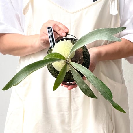 【2026.8/27〜】板付ビカクシダ　  P. veitchii 'Auburn River' × P. veitchii wild sporeling