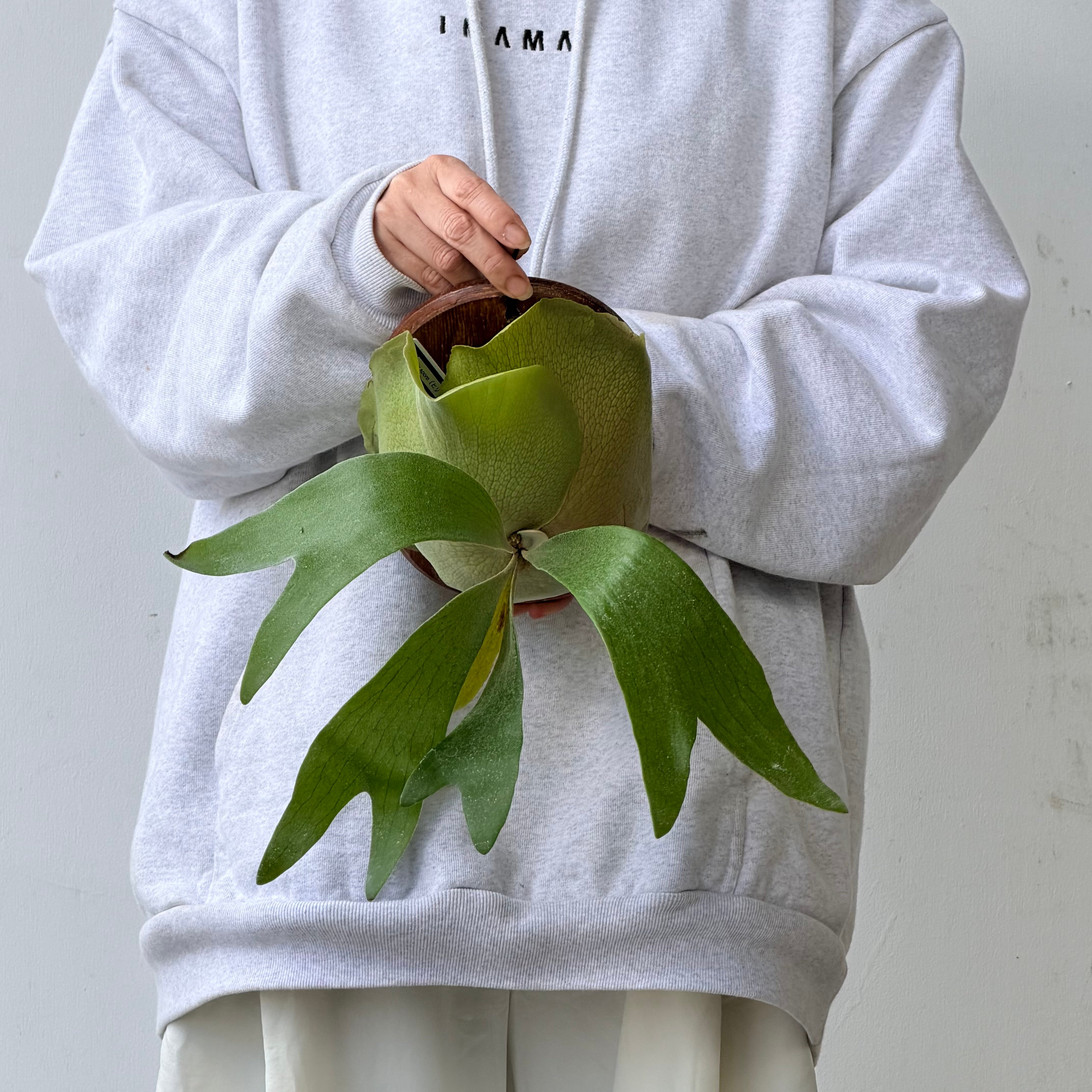 2026.9/24〜】板付ビカクシダ P. 'Mix sporeling' hillii系.