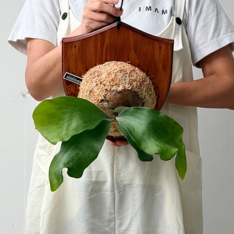 【2026.9/10〜】板付ビカクシダ　  P. hillii 'Bangpung' [pup]