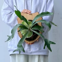 【2026.9/24〜】板付ビカクシダ　  P. hillii 'Yot#5'  [pup]