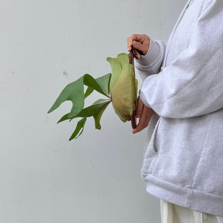 【2026.9/24〜】板付ビカクシダ　P. 'Mix sporeling' hillii系.bifurcatum系mix