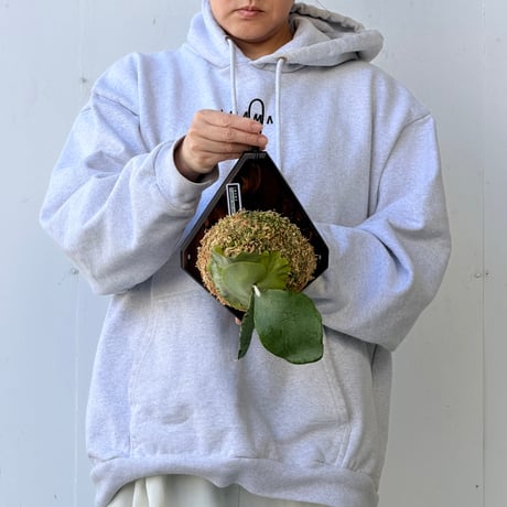 【2026.10/8〜】板付ビカクシダ　 P. willinckii ‘Zero’ sporeling