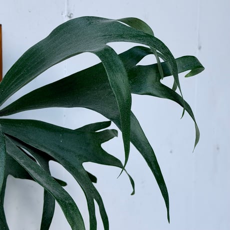【2026.9/24〜】板付ビカクシダ　P. 'Rydeen' × P. veitchii 'Auburn river' [TC]