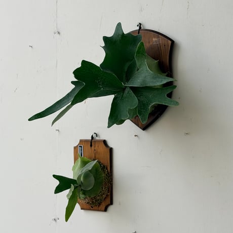 【2026.8/20〜】板付ビカクシダ　P. veitchii × P. willinckii [TC]  _2