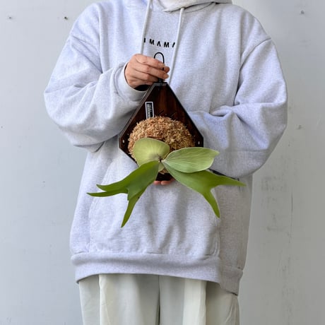 【2026.9/24〜】板付ビカクシダ　  P. ‘White Mr. Oat’ [pup]