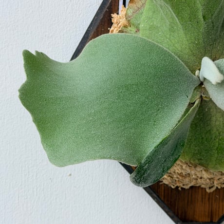 【2026.7/16〜】板付ビカクシダ　P. willinckii 'Cotton cloud' sporeling