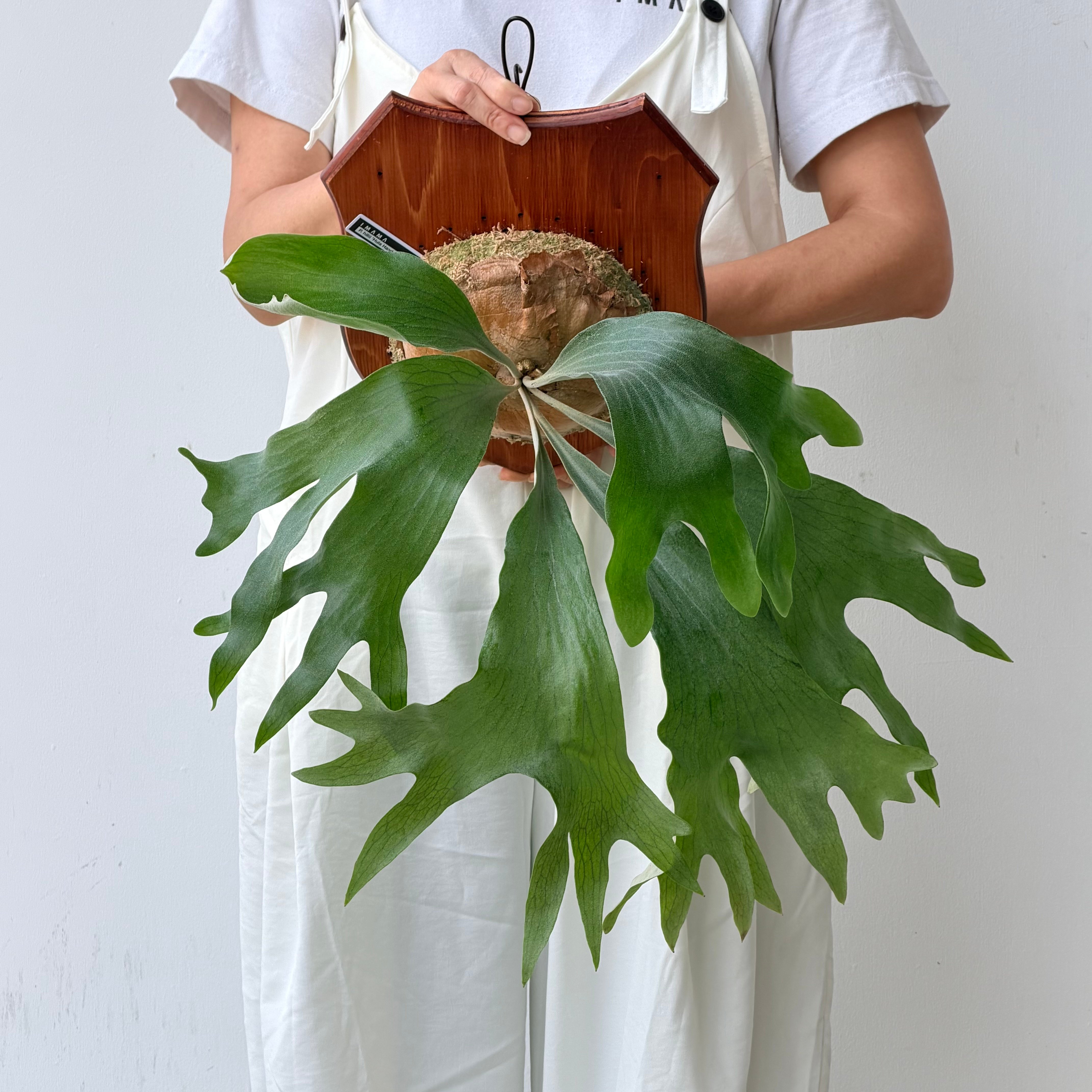 2026.8/20〜】板付ビカクシダ P. hillii 'Hula Hands' × P.