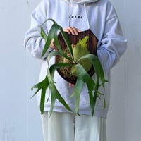 【2026.10/1〜】板付ビカクシダ　 P. 'SS Foong' [pup]
