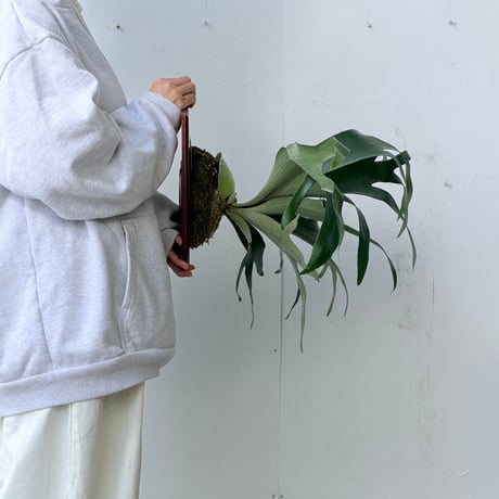【2026.9/24〜】板付ビカクシダ　P. 'Rydeen' × P. veitchii 'Auburn river' [TC]