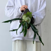 【2026.9/24〜】板付ビカクシダ　  P. 'Mt. Lewis' sporeling
