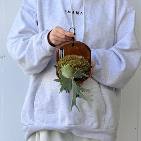 【2026.10/8〜】板付ビカクシダ　  P. wilinckii 'Bacteria' sporeling
