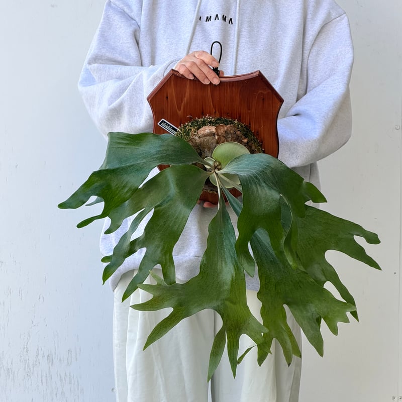 2026.10/8〜】板付ビカクシダ P. hillii 'Hula Hands' × P.