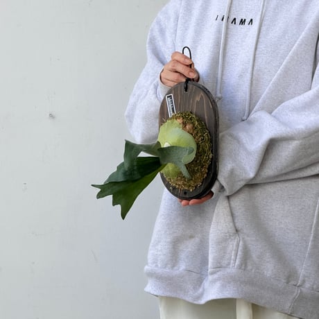 【2026.9/24〜】板付ビカクシダ　P. 'White monkey' sporeling