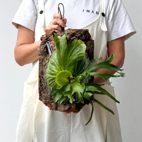 【2026.9/10〜】コルク付ビカクシダ　P. coronarium 'Dragon tree'