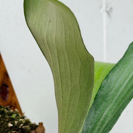 【2026.8/6〜】板付ビカクシダ　 P. 'Mt. Lewis' wide leaf [pup]