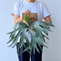 【2026.7/9〜】板付ビカクシダ　P. 'Griffin' [pup]