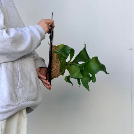 【2026.10/8〜】板付ビカクシダ　P. 'Khunphon'+P. 'Excellence'×P. bifurcatum+P. 'Bogor' mix sporeling