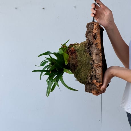 【2026.7/23〜】コルク付ビカクシダ　P. coronarium 'Dragon tree'
