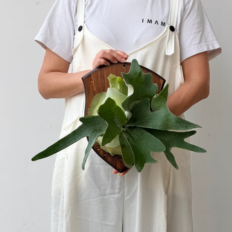 【2026.8/20〜】板付ビカクシダ　P. veitchii × P. willinckii [TC]