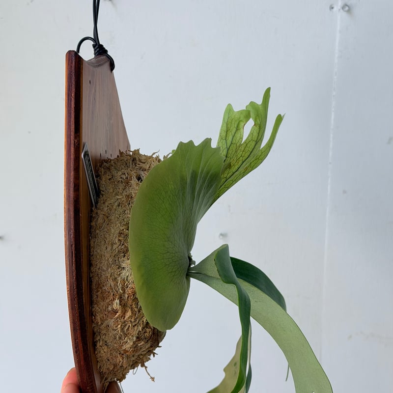 2026.7/23〜】板付ビカクシダ P. willinckii sporeling_2 |