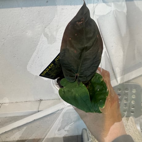 Dさま