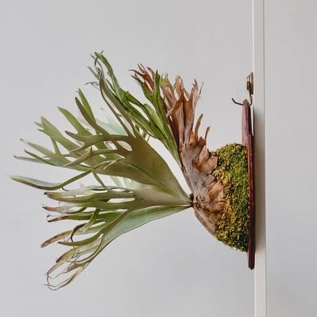 【2026.8/27〜】板付ビカクシダ　  P. 'Pedro Tatsuta' [TC]