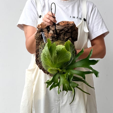 【2026.9/10〜】コルク付ビカクシダ　P. coronarium 'Dragon tree'