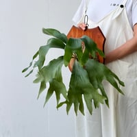 【2026.8/20〜】板付ビカクシダ　P. hillii 'Hula Hands' × P. hillii 'Drummond'