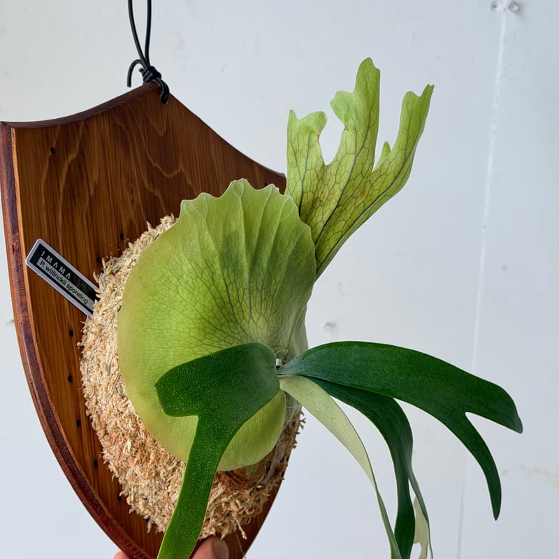 2026.7/23〜】板付ビカクシダ P. willinckii sporeling_2 |