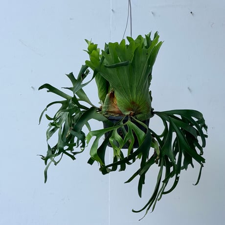 【2026.7/9〜】ビカクシダポット苗　 P. coronarium 'Thailand Dwarf'_1