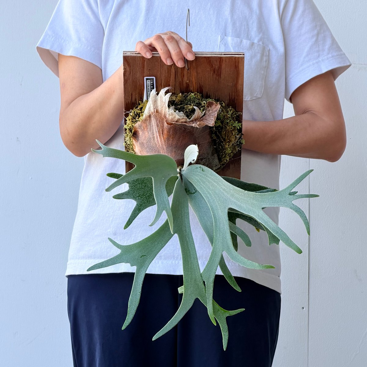 メ*ル様 ビカクシダ RU56 大株 子株付 養生済 P.Willinckii 2026.7/9〜】板付ビカクシダ P. willinckii 'Little lanna