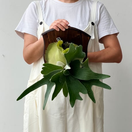 【2026.8/6〜】板付ビカクシダ　P. veitchii × P. willinckii [TC]