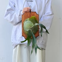 【2026.10/8〜】板付ビカクシダ　 P. 'Maserati’ [pup]