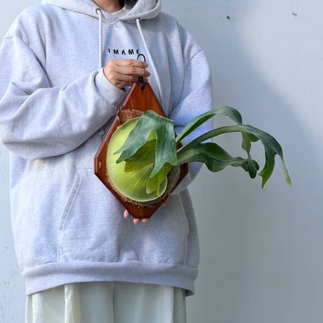 【2026.10/1〜】板付ビカクシダ　 P. hillii 'Bangpung short form' [pup]