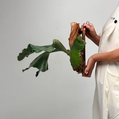 【2026.7/30〜】板付ビカクシダ　  P. bifurcatum × P. elephantotis [TC]