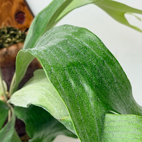 【2026.8/6〜】板付ビカクシダ　 P. 'Mt. Lewis' wide leaf [pup]