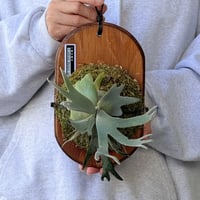 【2026.10/8〜】板付ビカクシダ　  P. wilinckii 'Bacteria' sporeling