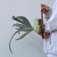 【2026.9/24〜】板付ビカクシダ　  P. veitchii 'Auburn River' sporeling