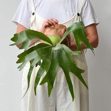 CATEGORY willinckii | IMAMA