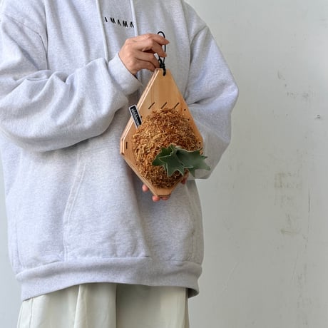 【2026.9/24〜】板付ビカクシダ　P. willinckii 'Nano' sporeling_3