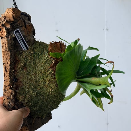 【2026.7/23〜】コルク付ビカクシダ　P. coronarium 'Dragon tree'