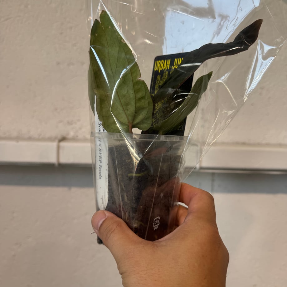 6ad4675312b5b68f88884e1a