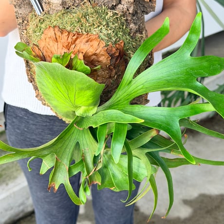【2026.7/23〜】コルク付ビカクシダ　P. coronarium 'Dragon tree'