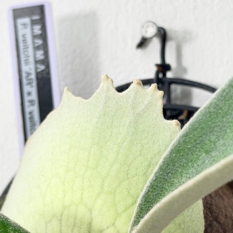 【2026.8/27〜】板付ビカクシダ　  P. veitchii 'Auburn River' × P. veitchii wild sporeling